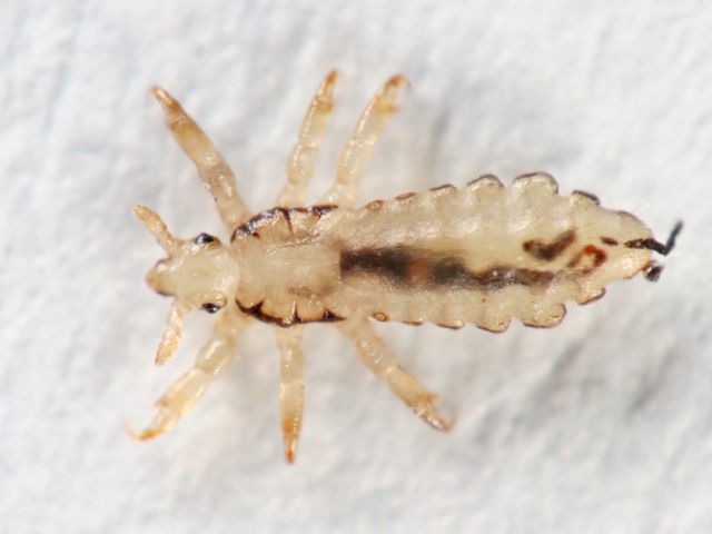 Human Lice — identification photo