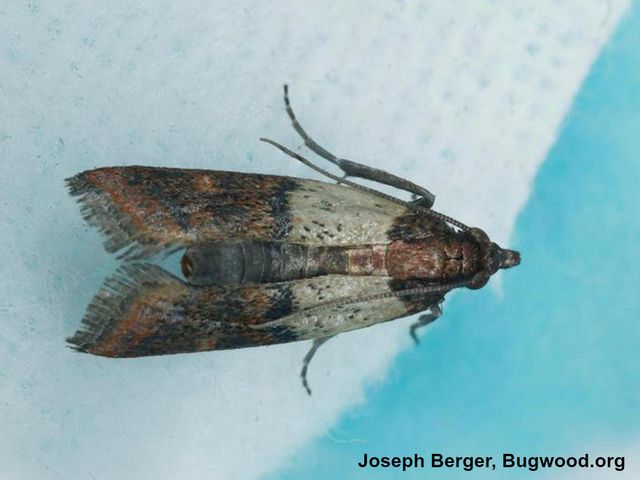 Indian Meal Moths — identification photo
