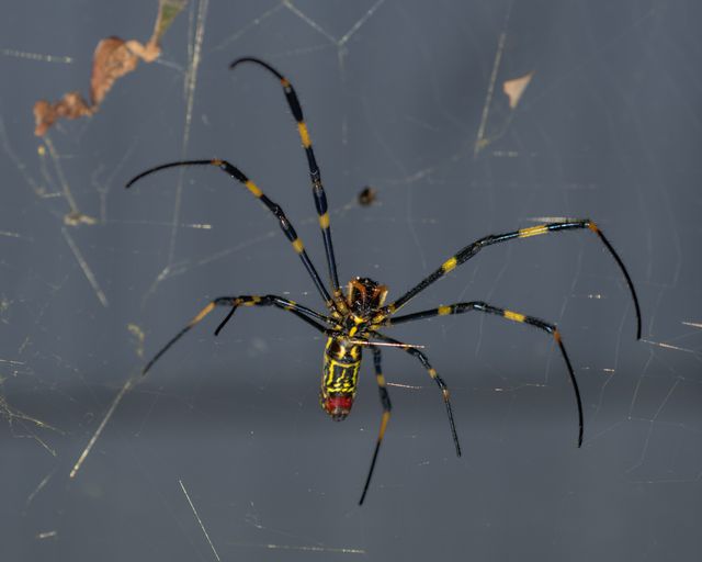 Joro Spiders — identification photo