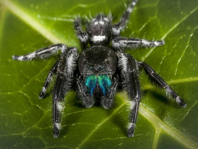 Jumping Spiders — identification photo