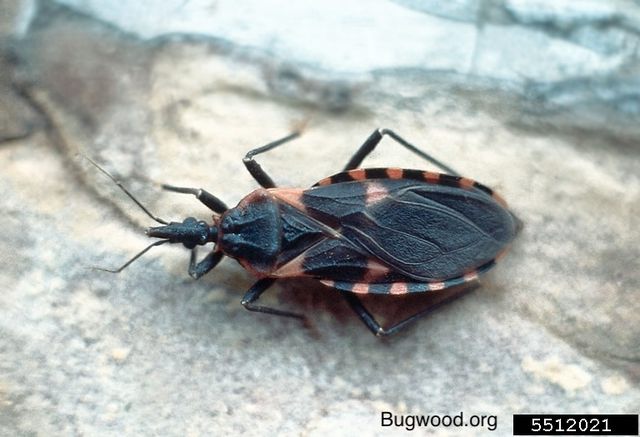 Kissing Bugs — identification photo