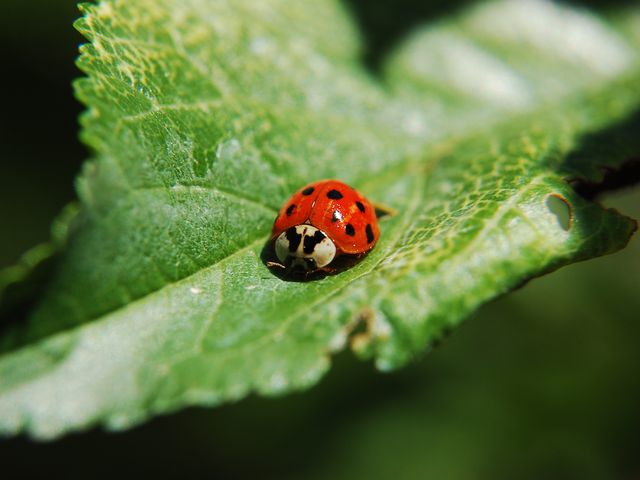 Ladybugs — identification photo