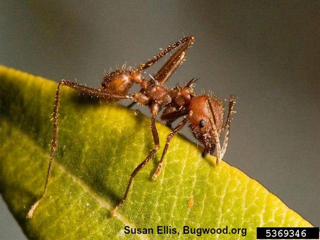Leafcutting Ants — identification photo