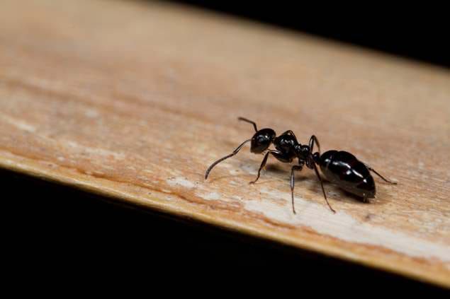 Little Black Ants — identification photo