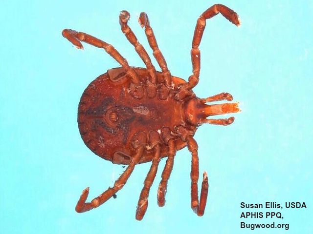 Lone Star Ticks — identification photo