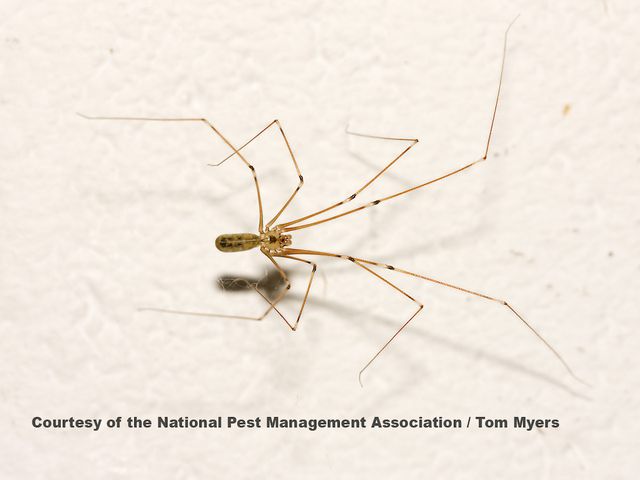 Long-bodied Cellar Spiders — identification photo