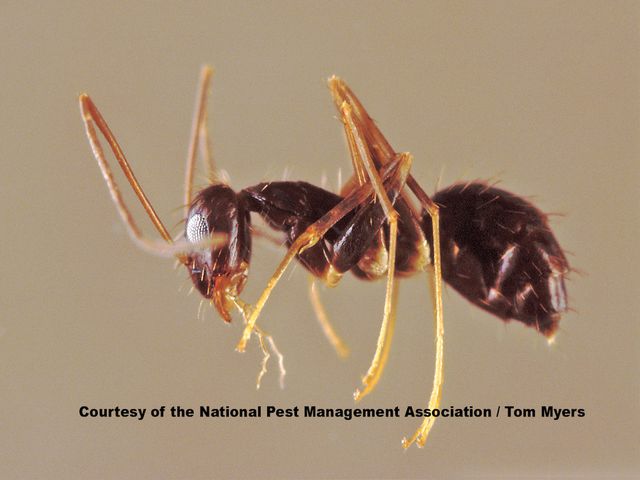 Longhorn Crazy Ants — identification photo