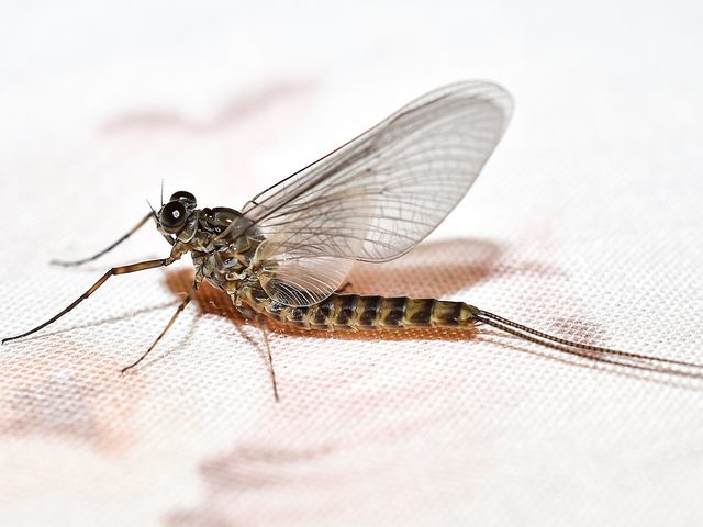 Mayflies — identification photo