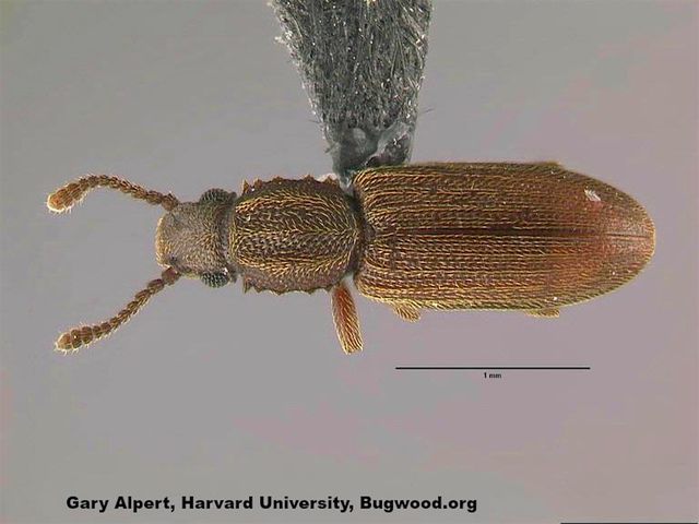 Merchant Grain Beetles — identification photo