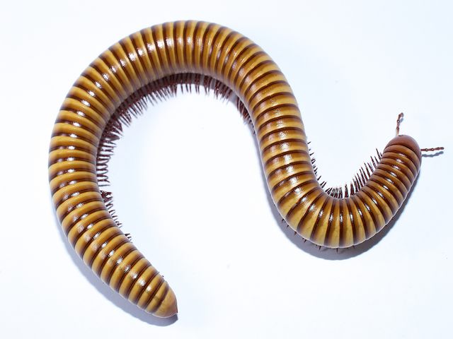 Millipedes — identification photo