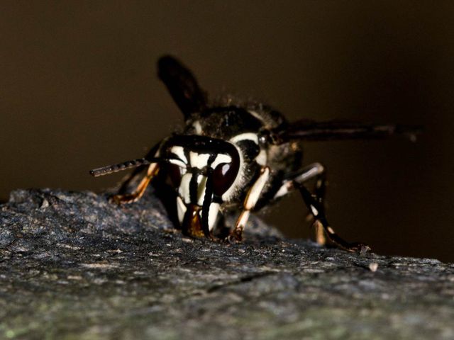 Mud Dauber Wasps — identification photo