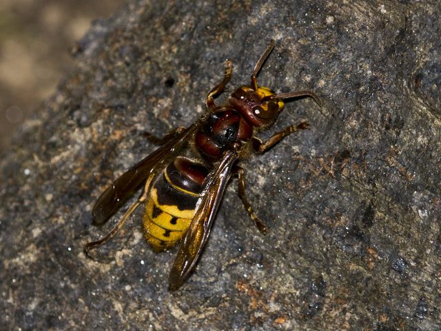 Northern Giant Hornet — identification photo