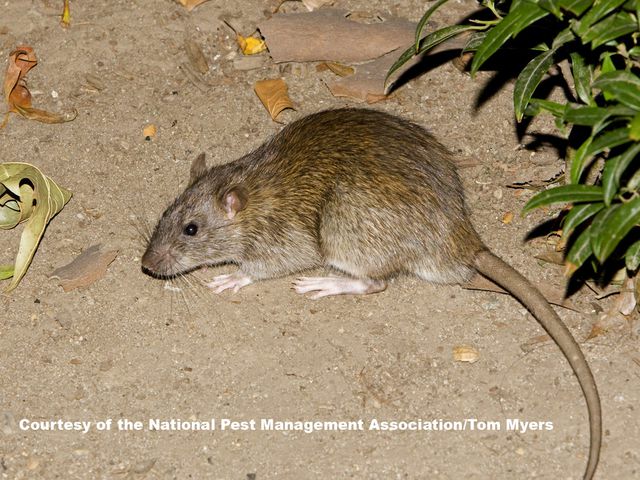 Norway Rats — identification photo