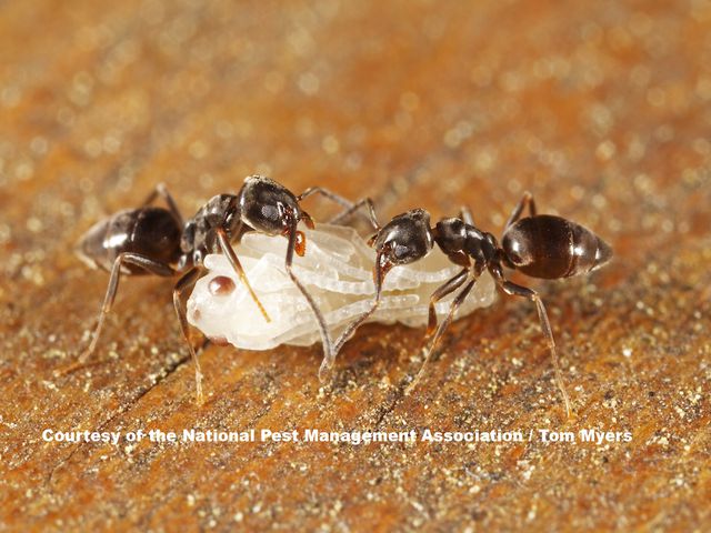 Odorous House Ants — identification photo