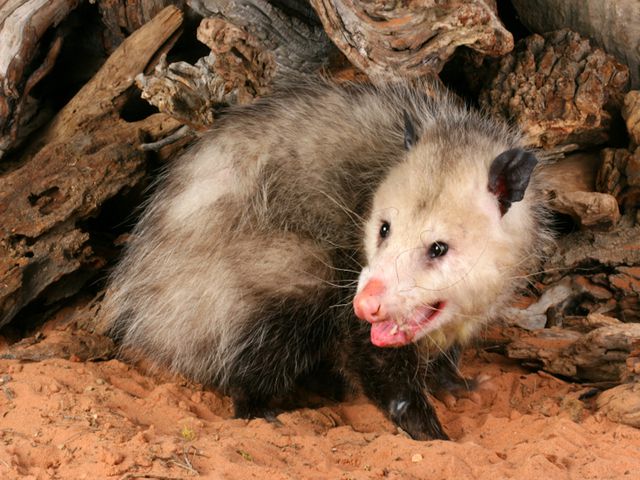 Opossums — identification photo