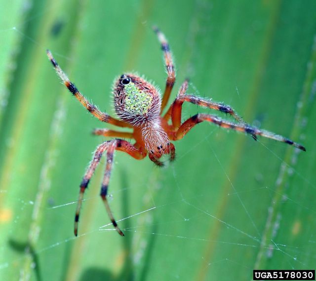 Orb Weaver Spiders — identification photo