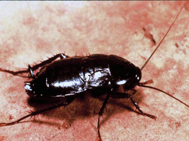 Oriental Cockroaches — identification photo