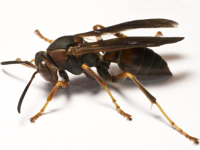 Paper Wasps — identification photo