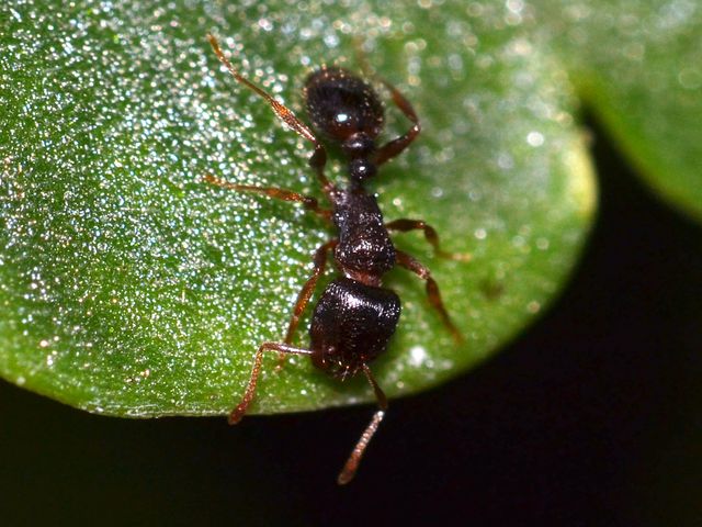 Pavement Ants — identification photo