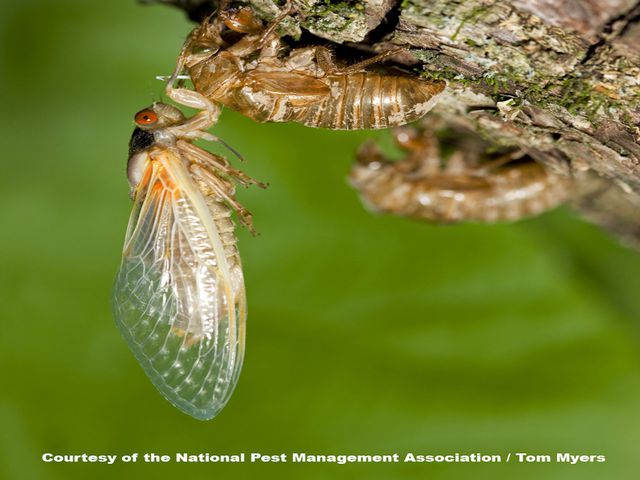 Periodical Cicadas — identification photo