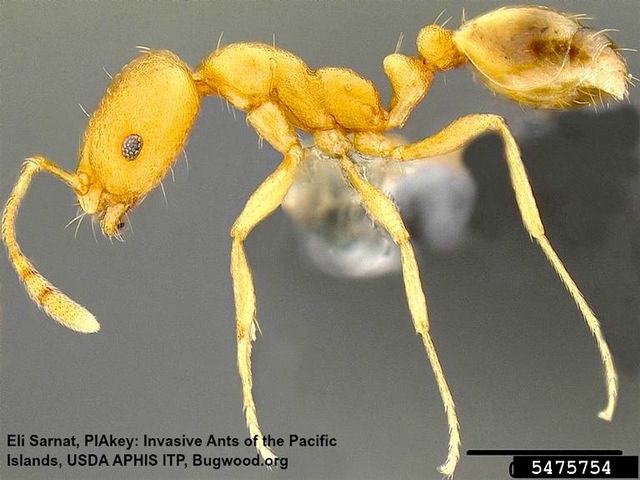 Pharaoh Ants — identification photo
