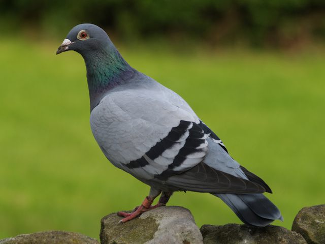 Pigeons — identification photo