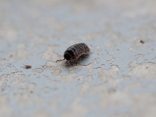 Pillbugs — identification photo