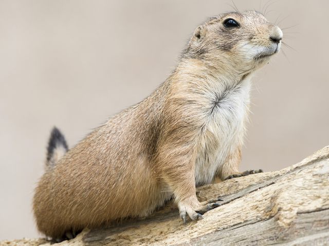 Prairie Dogs — identification photo