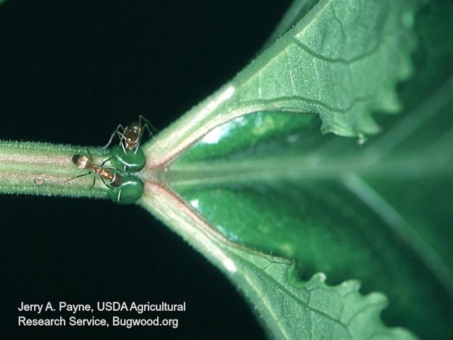 Pyramid Ants — identification photo