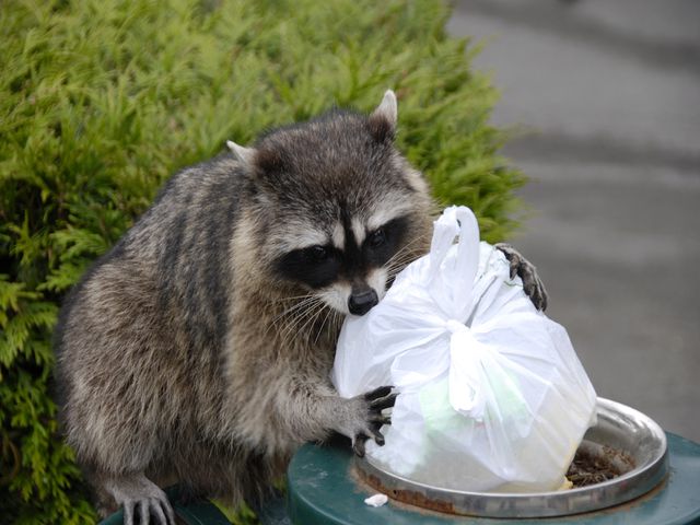 Raccoons — identification photo