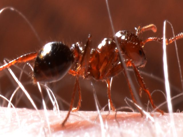 Red Imported Fire Ants — identification photo