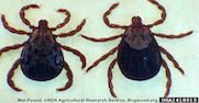 Rocky Mountain Wood Ticks — identification photo