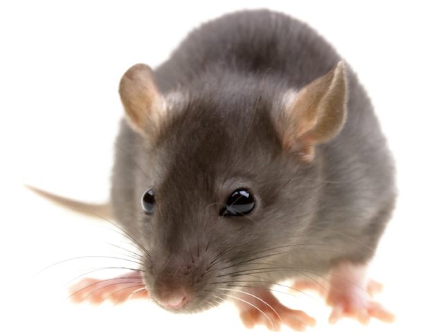 Roof Rats — identification photo