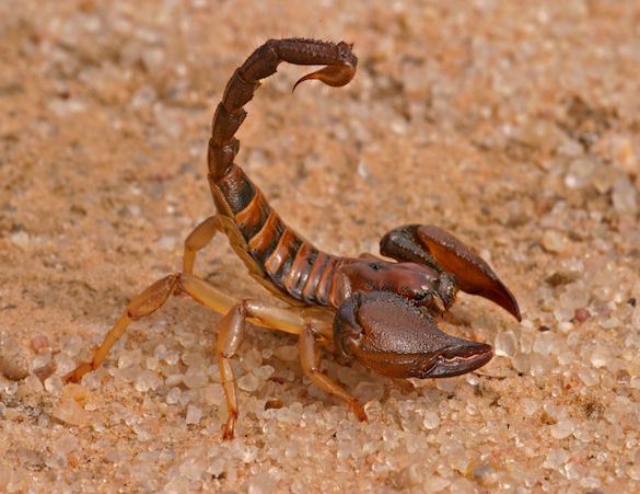 Scorpions — identification photo