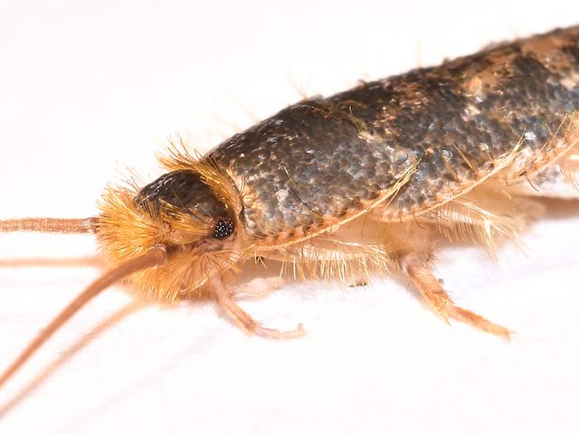 Silverfish — identification photo