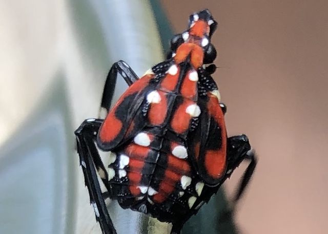 Spotted Lanternfly — identification photo