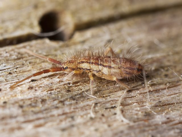 Springtails — identification photo