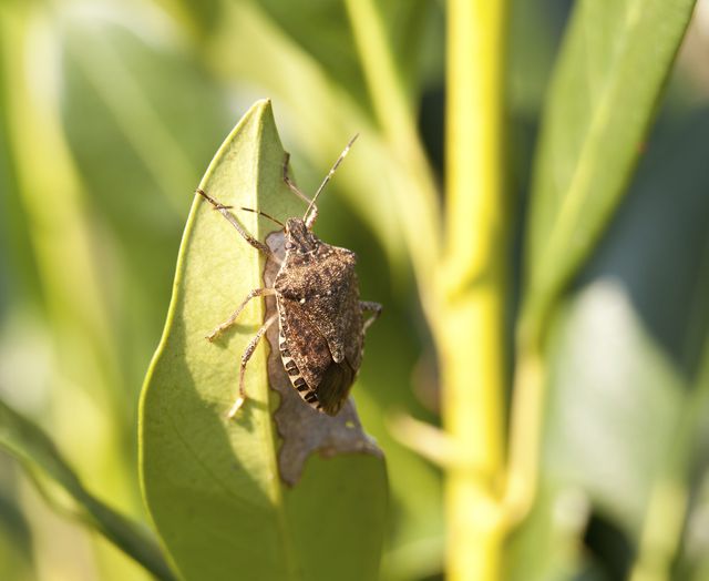 Stink Bugs — identification photo
