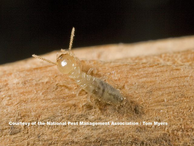 Subterranean Termites — identification photo