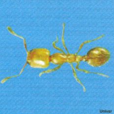Thief Ants — identification photo