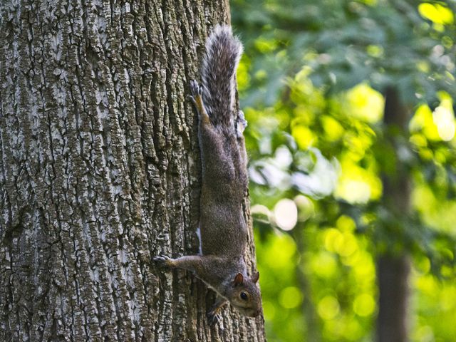 Tree Squirrels — identification photo