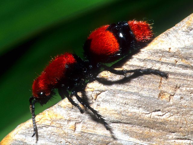 Velvet Ants — identification photo
