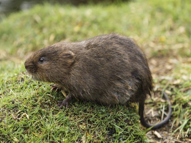 Voles — identification photo
