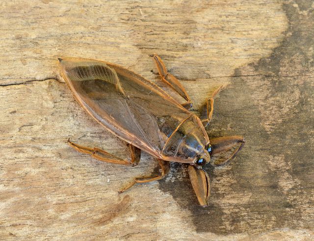 Giant Water Bugs — identification photo