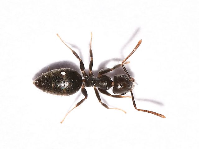 White-footed Ants — identification photo