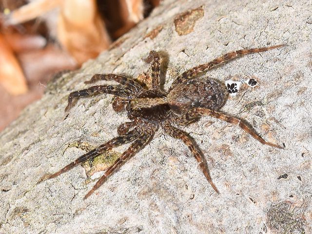 Wolf Spiders — identification photo