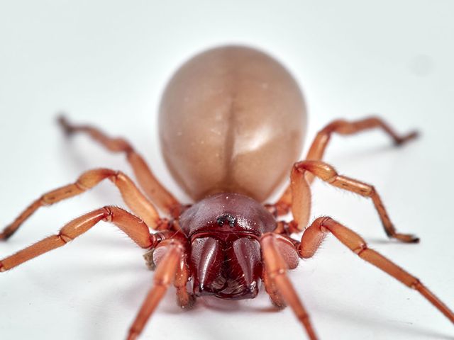 Woodlouse Spider — identification photo