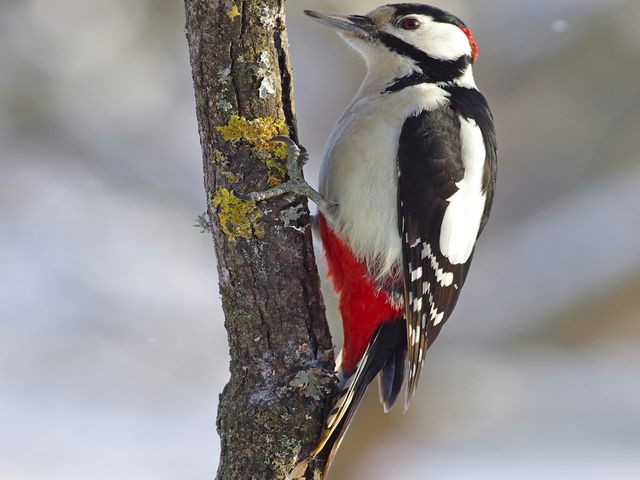 Woodpeckers — identification photo
