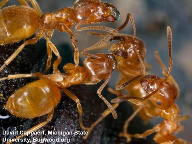 Yellow Ants — identification photo
