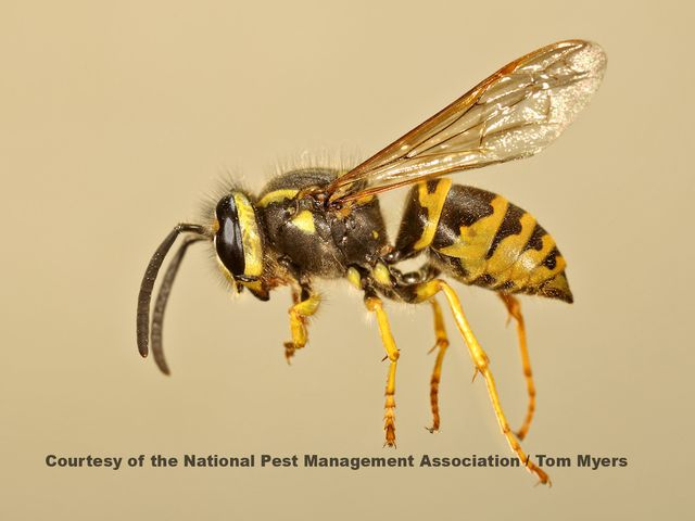 Yellowjackets — identification photo